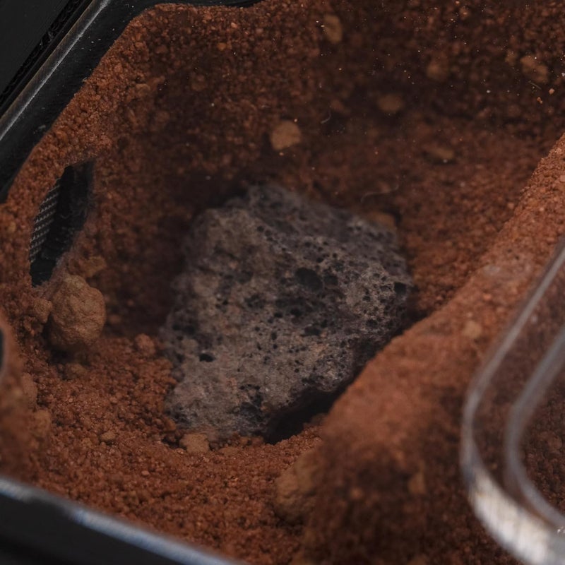 Ant Dimension Ant Farm Natura Module 2:1 – Perfect for Queens and Small Colonies – Professional Formicarium, Modular and Adaptable to Many Species (Red) - Image 3